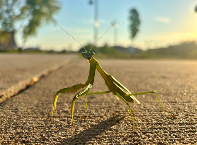 Maddie's Ankle Biter