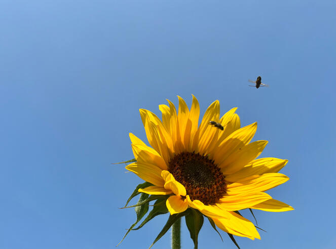 To Sunflowers and Sun